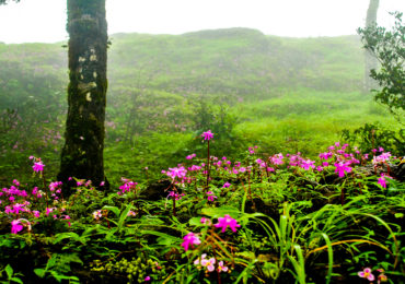 Kodachadri Trek