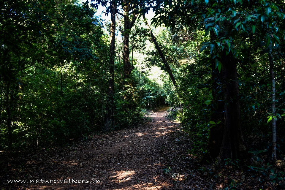 Kurinjal Trek-Jungle trail