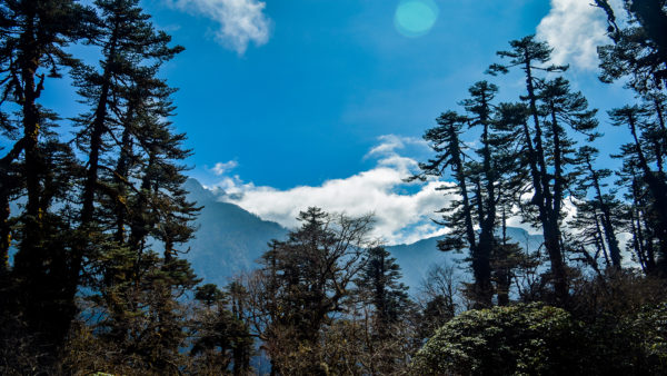 Dzongri Trek, kanchenjunga national park