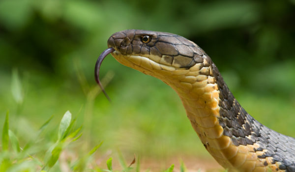 Agumbe-01-snake-king cobra
