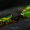Frog- Agumbe – monsoon – nature walkers
