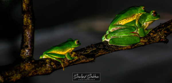 Frog- Agumbe – monsoon – nature walkers