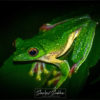 Green frog- Agumbe – monsoon – nature walkers
